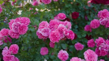 Yeşil yapraklardan oluşan arka planda güzel pembe güller. Bu büyüleyici videoda narin pembe güllerin büyüleyici güzelliği sizi büyüleyecek..