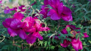 Yeşil arka planda güzel kırmızı şakayık. Rüzgarda sallanan güzel bir çiçek. Güneş ışınları yeşil yaprakları ve otları aydınlatıyor..