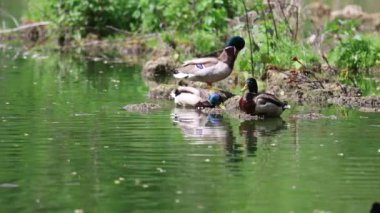 Ördekler yalan söyler ve yeşil çimlerin üzerinde yürür. Ördekler dinlenir ve tüylerini temizler. Güzel ağaçlar ve göl, arka planda nehir. Duck ailesi..