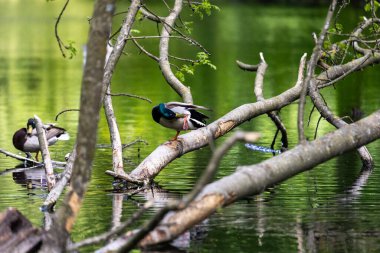 Ördekler uyur, tüylerini temizler, yosun yerler. Ördekler suya çok güzel yansıtılır. Bir ördek ailesi, kazlar su kanalında, nehirde, gölde yüzer..