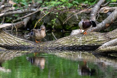 Ördekler uyur, tüylerini temizler, yosun yerler. Ördekler suya çok güzel yansıtılır. Bir ördek ailesi, kazlar su kanalında, nehirde, gölde yüzer..