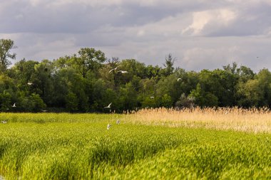Birçok martı göllerde, nehirlerde ve kanallarda balık avlar. Martılar suyun üzerinde uçar. Martılar zarif bir şekilde suyun yüzeyinde süzülür, kanatları dalgalanan dalgaların üzerinde narin gölgeler bırakır..