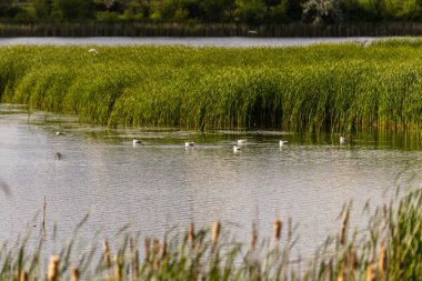 Birçok martı göllerde, nehirlerde ve kanallarda balık avlar. Martılar suyun üzerinde uçar. Martılar zarif bir şekilde suyun yüzeyinde süzülür, kanatları dalgalanan dalgaların üzerinde narin gölgeler bırakır..