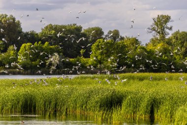 Birçok martı göllerde, nehirlerde ve kanallarda balık avlar. Martılar suyun üzerinde uçar. Martılar zarif bir şekilde suyun yüzeyinde süzülür, kanatları dalgalanan dalgaların üzerinde narin gölgeler bırakır..