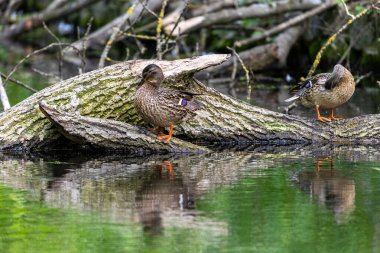 Ördekler uyur, tüylerini temizler, yosun yerler. Ördekler suya çok güzel yansıtılır. Bir ördek ailesi, kazlar su kanalında, nehirde, gölde yüzer..