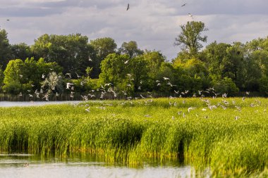 Birçok martı göllerde, nehirlerde ve kanallarda balık avlar. Martılar suyun üzerinde uçar. Martılar zarif bir şekilde suyun yüzeyinde süzülür, kanatları dalgalanan dalgaların üzerinde narin gölgeler bırakır..