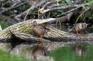 Ördekler uyur, tüylerini temizler, yosun yerler. Ördekler suya çok güzel yansıtılır. Bir ördek ailesi, kazlar su kanalında, nehirde, gölde yüzer..