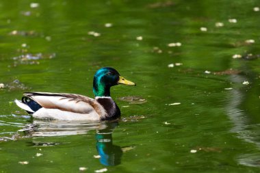 Ördekler uyur, tüylerini temizler, yosun yerler. Ördekler suya çok güzel yansıtılır. Bir ördek ailesi, kazlar su kanalında, nehirde, gölde yüzer..