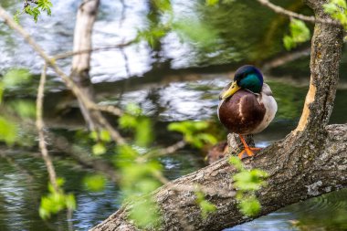 Ördekler uyur, tüylerini temizler, yosun yerler. Ördekler suya çok güzel yansıtılır. Bir ördek ailesi, kazlar su kanalında, nehirde, gölde yüzer..