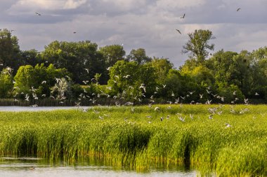 Birçok martı göllerde, nehirlerde ve kanallarda balık avlar. Martılar suyun üzerinde uçar. Martılar zarif bir şekilde suyun yüzeyinde süzülür, kanatları dalgalanan dalgaların üzerinde narin gölgeler bırakır..