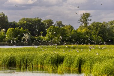 Birçok martı göllerde, nehirlerde ve kanallarda balık avlar. Martılar suyun üzerinde uçar. Martılar zarif bir şekilde suyun yüzeyinde süzülür, kanatları dalgalanan dalgaların üzerinde narin gölgeler bırakır..