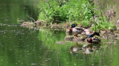 Ördekler uyur, tüylerini temizler, yosun yerler. Ördekler suya çok güzel yansıtılır. Bir ördek ailesi, kazlar su kanalında, nehirde, gölde yüzer..