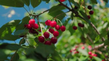 Mavi gökyüzü ve yeşil yapraklardan oluşan arka planda güzel kırmızı kirazlar. Ağaçta olgun kirazlar. Arkaplanda yeşil yapraklar.
