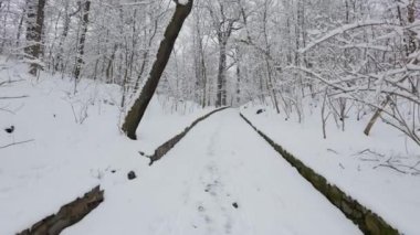 Kış ormanında güzel bir yürüyüş. Ağaçlar, dallar ve çalılar karda. Her yer kar. Ormandaki yol karla kaplı..
