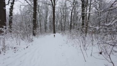 Kış ormanında güzel bir yürüyüş. Ağaçlar, dallar ve çalılar karda. Her yer kar. Ormandaki yol karla kaplı..