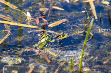 Kurbağalar, kurbağalar gölette, nehirde, gölde çiftleşirler. Kurbağalar için çiftleşme mevsimi. Güneş ışınları çok güzel aydınlatıyor. Amfibi.