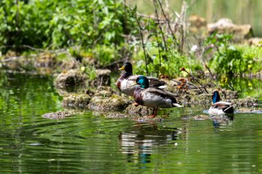 Ördekler uyur, tüylerini temizler, yosun yerler. Ördekler suya çok güzel yansıtılır. Bir ördek ailesi, kazlar su kanalında, nehirde, gölde yüzer..