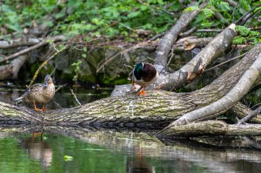 Ördekler uyur, tüylerini temizler, yosun yerler. Ördekler suya çok güzel yansıtılır. Bir ördek ailesi, kazlar su kanalında, nehirde, gölde yüzer..