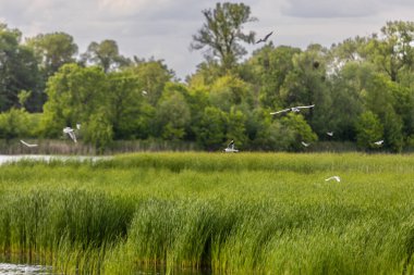 Birçok martı göllerde, nehirlerde ve kanallarda balık avlar. Martılar suyun üzerinde uçar. Martılar zarif bir şekilde suyun yüzeyinde süzülür, kanatları dalgalanan dalgaların üzerinde narin gölgeler bırakır..