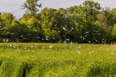 Birçok martı göllerde, nehirlerde ve kanallarda balık avlar. Martılar suyun üzerinde uçar. Martılar zarif bir şekilde suyun yüzeyinde süzülür, kanatları dalgalanan dalgaların üzerinde narin gölgeler bırakır..