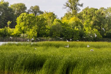 Birçok martı göllerde, nehirlerde ve kanallarda balık avlar. Martılar suyun üzerinde uçar. Martılar zarif bir şekilde suyun yüzeyinde süzülür, kanatları dalgalanan dalgaların üzerinde narin gölgeler bırakır..