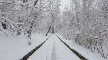Kış ormanında güzel bir yürüyüş. Ağaçlar, dallar ve çalılar karda. Her yer kar. Ormandaki yol karla kaplı..