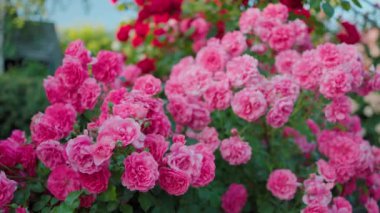 Yeşil yapraklardan oluşan arka planda güzel pembe güller. Bu büyüleyici videoda narin pembe güllerin büyüleyici güzelliği sizi büyüleyecek..