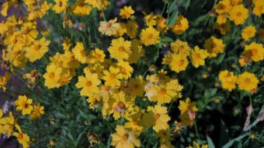 Güzel sarı papatyalar ve yeşil yaprakların manzarası. Çiçekler ve yapraklar rüzgarda sallanıyor. Akşam güneşi çiçekleri aydınlatıyor..