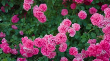 Yeşil yapraklardan oluşan arka planda güzel pembe güller. Bu büyüleyici videoda narin pembe güllerin büyüleyici güzelliği sizi büyüleyecek..