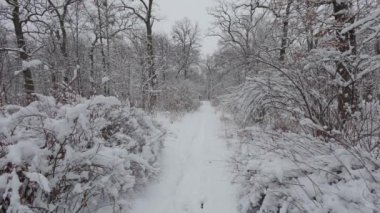 Kış ormanında güzel bir yürüyüş. Ağaçlar, dallar ve çalılar karda. Her yer kar. Ormandaki yol karla kaplı..