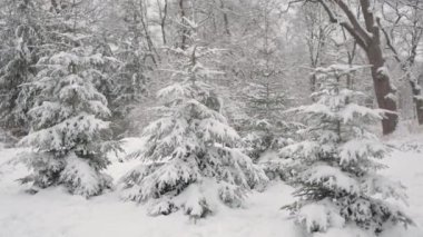 Karda güzel Noel ağaçları. Kış ormanında güzel bir yürüyüş. Ağaçlar, dallar ve çalılar karda. Her yer kar. Ormandaki yol karla kaplı..
