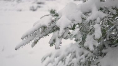 Karda güzel Noel ağaçları. Kış ormanında güzel bir yürüyüş. Ağaçlar, dallar ve çalılar karda. Her yer kar. Ormandaki yol karla kaplı..