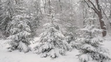 Karda güzel Noel ağaçları. Kış ormanında güzel bir yürüyüş. Ağaçlar, dallar ve çalılar karda. Her yer kar. Ormandaki yol karla kaplı..