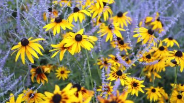 Güzel sarı papatyalar ve yeşil yaprakların manzarası. Çiçekler ve yapraklar rüzgarda sallanıyor. Akşam güneşi çiçekleri aydınlatıyor..