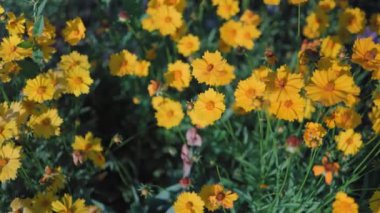 Güzel sarı papatyalar ve yeşil yaprakların manzarası. Çiçekler ve yapraklar rüzgarda sallanıyor. Akşam güneşi çiçekleri aydınlatıyor..