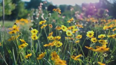 Top view of beautiful yellow daisies and green leaves. Flowers and leaves sway in the wind. The evening sun illuminates the flowers.