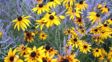 Güzel sarı papatyalar ve yeşil yaprakların manzarası. Çiçekler ve yapraklar rüzgarda sallanıyor. Akşam güneşi çiçekleri aydınlatıyor..