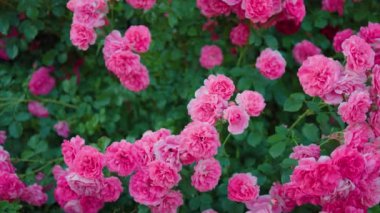 Yeşil yapraklardan oluşan arka planda güzel pembe güller. Bu büyüleyici videoda narin pembe güllerin büyüleyici güzelliği sizi büyüleyecek..