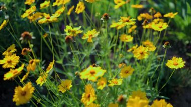 Güzel sarı papatyalar ve yeşil yaprakların manzarası. Çiçekler ve yapraklar rüzgarda sallanıyor. Akşam güneşi çiçekleri aydınlatıyor..