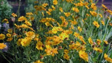 Top view of beautiful yellow daisies and green leaves. Flowers and leaves sway in the wind. The evening sun illuminates the flowers.