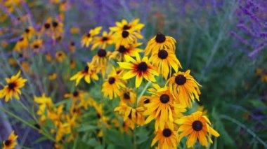 Top view of beautiful yellow daisies and green leaves. Flowers and leaves sway in the wind. The evening sun illuminates the flowers.