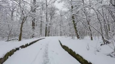 Kış ormanında güzel bir yürüyüş. Ağaçlar, dallar ve çalılar karda. Her yer kar. Ormandaki yol karla kaplı..