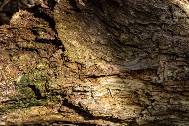 Zengin doku ve katmanlara sahip bir ağaç kabuğunun yakın çekimi, doğal çürüme ve organik desenler gösteriyor. Güneş ışığı, yıpranmış ahşap yüzeyin karmaşık detaylarını vurgular.