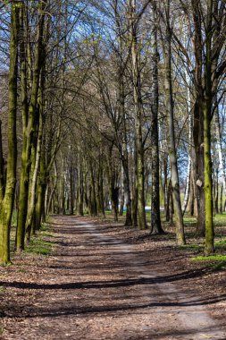 Dolambaçlı bir toprak yol, uzun ağaçları ve yemyeşil yeşillikleri olan sakin bir ormanın içinden geçer. Güneş ışığı dalların arasından süzülerek, barışçıl ve davetkar bir doğal manzara yaratır..