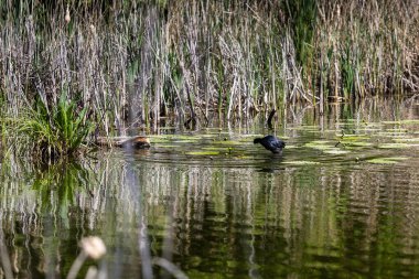 Sazlıklar ve yeşil zambaklarla çevrili bir gölette koşan siyah bir su kuşu suda yansıtıcı bir sahne oluşturuyor. Bölge bitki örtüsü açısından zengin, doğal bir sulak alan ortamı sunuyor..