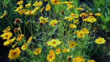 Güzel sarı papatyalar ve yeşil yaprakların manzarası. Çiçekler ve yapraklar rüzgarda sallanıyor. Akşam güneşi çiçekleri aydınlatıyor..