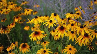 Güzel sarı papatyalar ve yeşil yaprakların manzarası. Çiçekler ve yapraklar rüzgarda sallanıyor. Akşam güneşi çiçekleri aydınlatıyor..