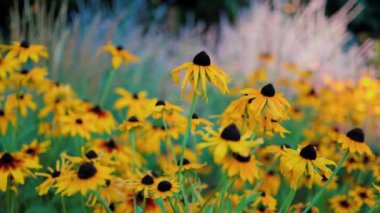 Top view of beautiful yellow daisies and green leaves. Flowers and leaves sway in the wind. The evening sun illuminates the flowers.