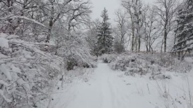 Kış ormanında güzel bir yürüyüş. Ağaçlar, dallar ve çalılar karda. Her yer kar. Ormandaki yol karla kaplı..