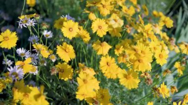 Güzel sarı papatyalar ve yeşil yaprakların manzarası. Çiçekler ve yapraklar rüzgarda sallanıyor. Akşam güneşi çiçekleri aydınlatıyor..